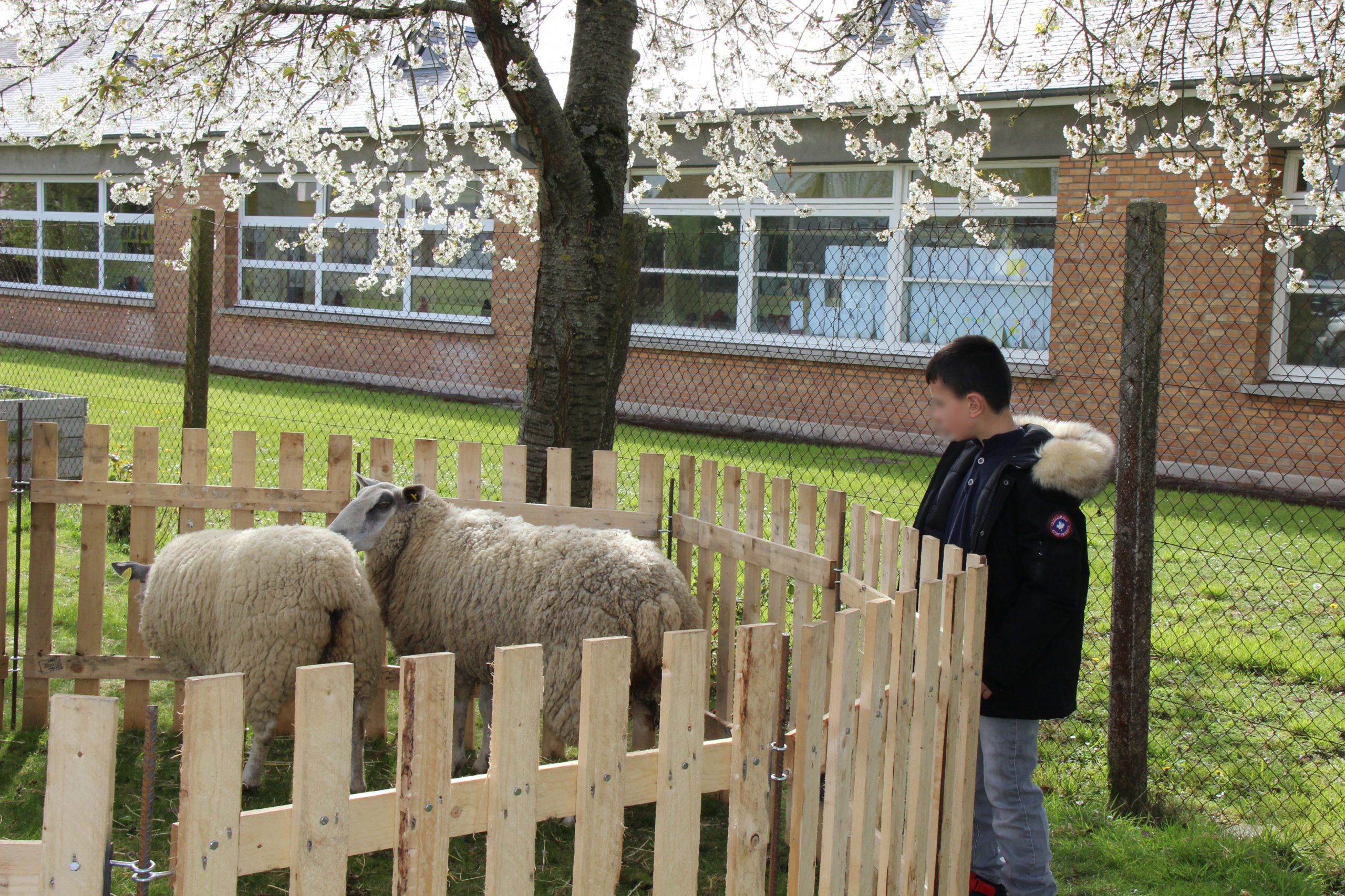 un jeune observe les moutons groupe de jeune pendant un atelier - Ferme pédagogique à l'IME Les Papillons Blancs