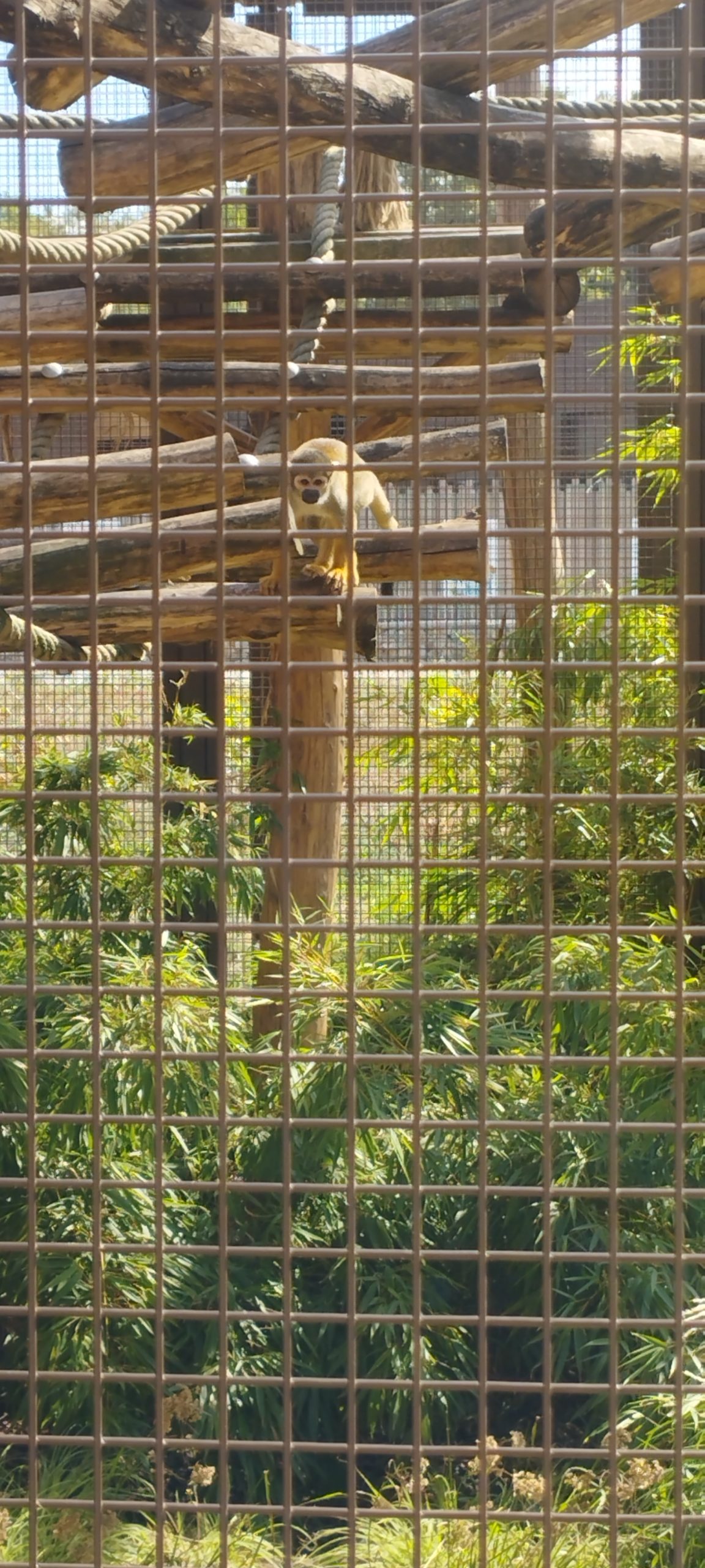 un animal du zoo du Parc d'Isle proche de Saint Quentin