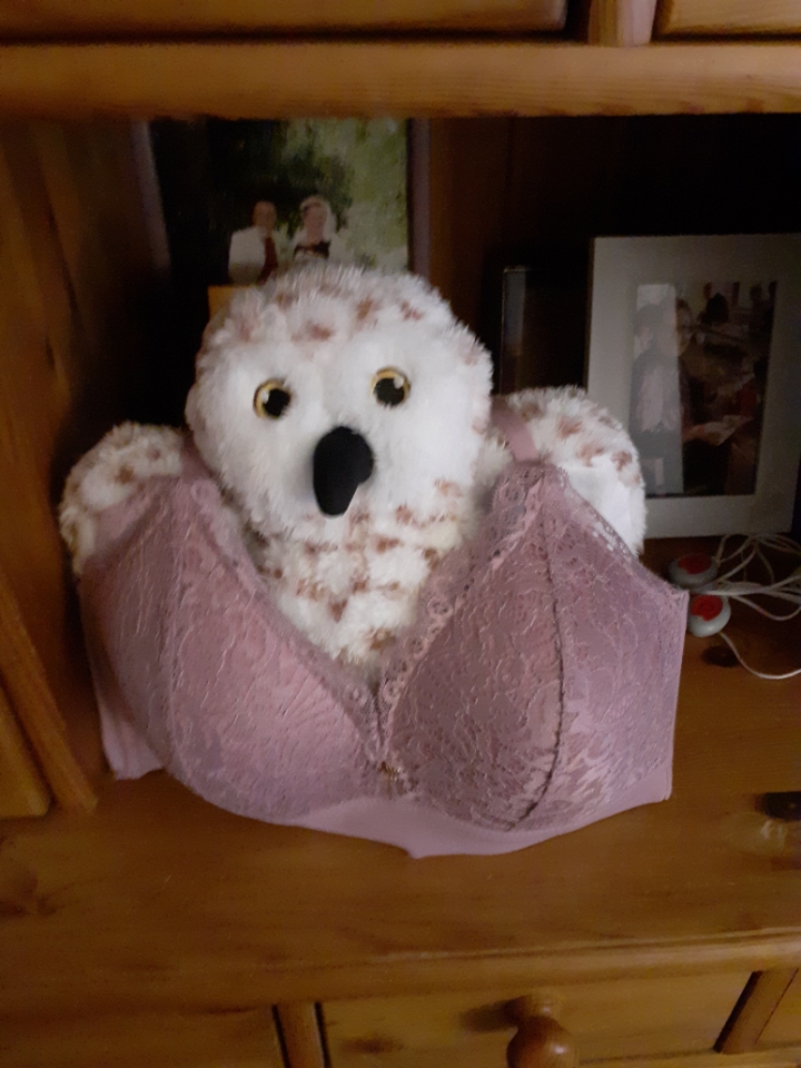 No bra challenge : une peluche hibou porte un soutien gorge